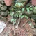 无核荔枝苗嫁接南方种植桂味荔枝盆栽地栽当年结果