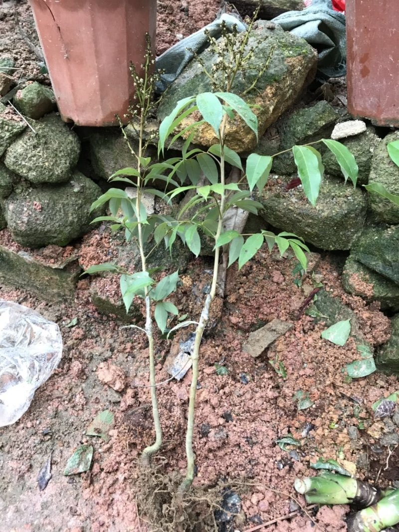 无核荔枝苗嫁接南方种植桂味荔枝盆栽地栽当年结果