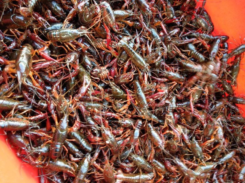 小龙虾