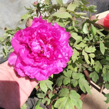 牡丹花苗