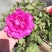 牡丹花苗