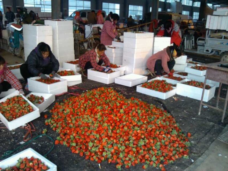江苏邳州书豪草莓供应批发市场各种品种甜查理草莓