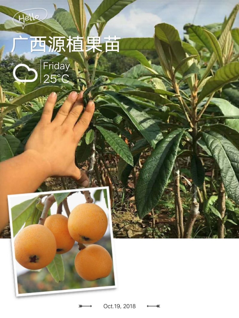 枇杷苗嫁接大五星枇杷树苗盆栽地栽当年结果