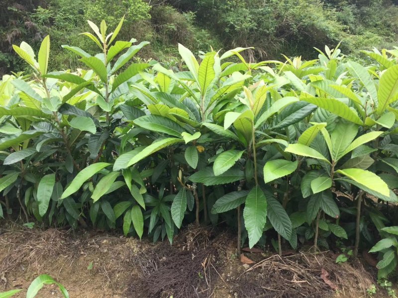 枇杷苗嫁接大五星枇杷树苗盆栽地栽当年结果