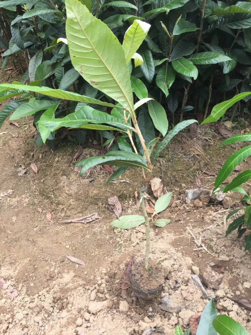枇杷苗嫁接大五星枇杷树苗盆栽地栽当年结果