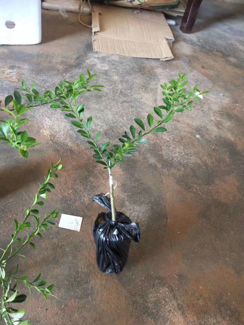 柠檬果树苗澳洲指橙手指柠檬苗盆栽地栽嫁接柠檬四季可种当年