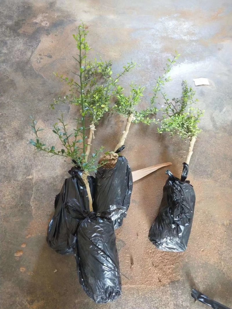 柠檬果树苗澳洲指橙手指柠檬苗盆栽地栽嫁接柠檬四季可种当年