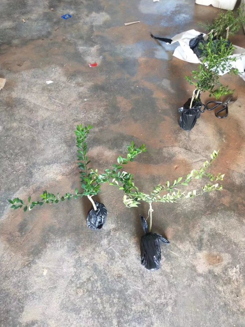 柠檬果树苗澳洲指橙手指柠檬苗盆栽地栽嫁接柠檬四季可种当年