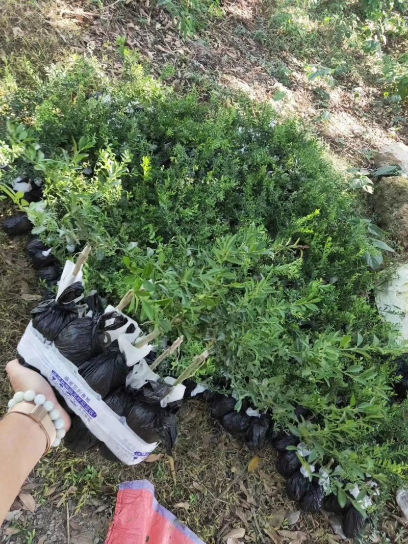 柠檬果树苗澳洲指橙手指柠檬苗盆栽地栽嫁接柠檬四季可种当年
