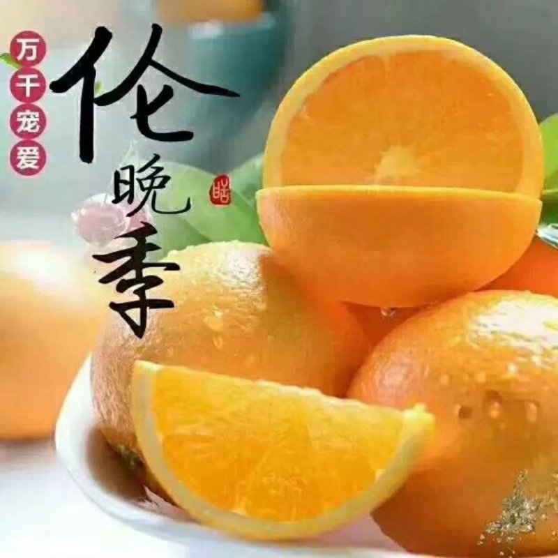 伦晚春橙产地大量销售中，纯甜，入口化渣，挂树鲜果一件代发