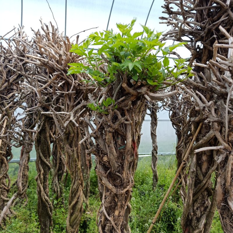 美国凌霄苗庭院爬藤植物凌霄花苗美国凌霄大苗爬藤速度快