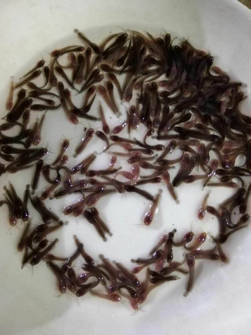 本地塘鲺鱼苗三角塘鲺包鱼苗养殖技术大量批发
