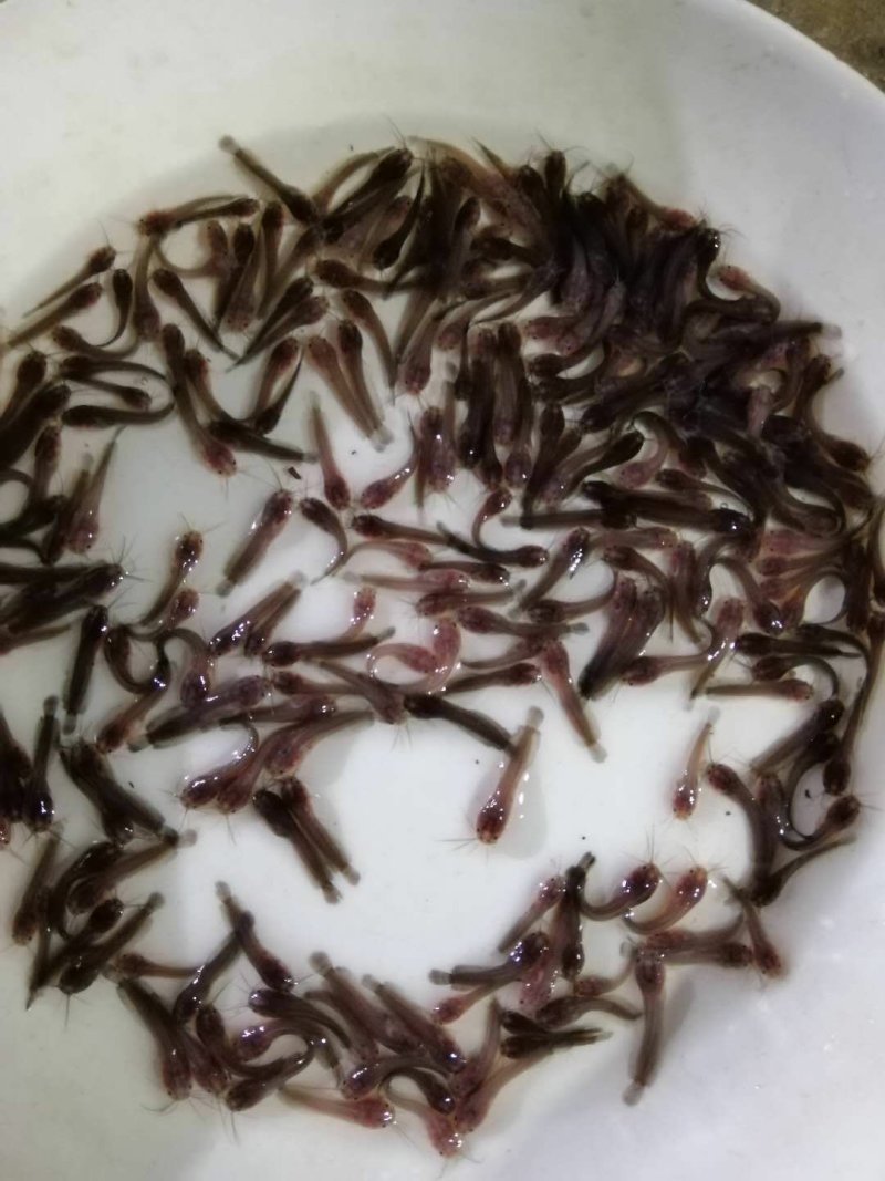 本地塘鲺鱼苗三角塘鲺包鱼苗养殖技术大量批发