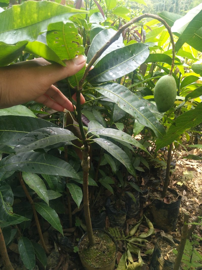 芒果苗1m以下