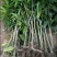 芒果苗1m以下