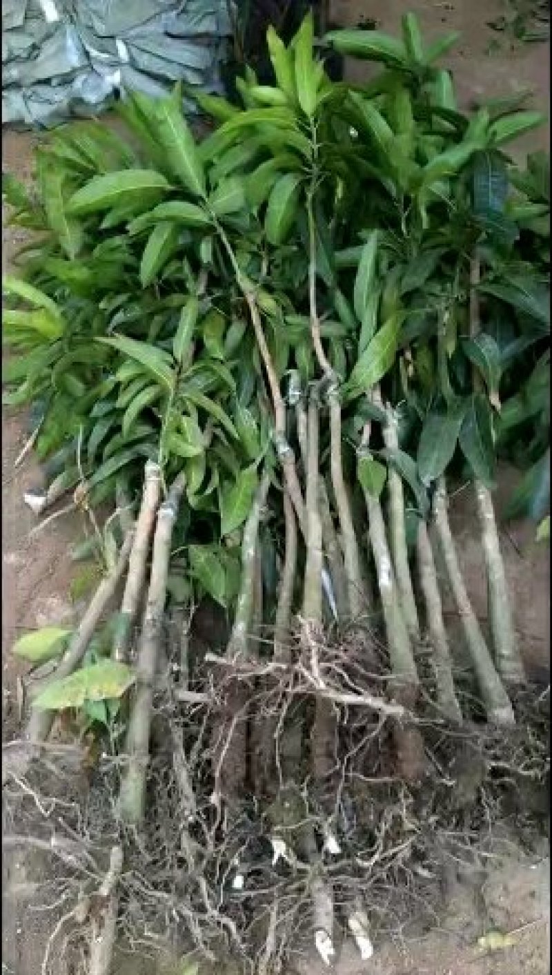 芒果苗1m以下