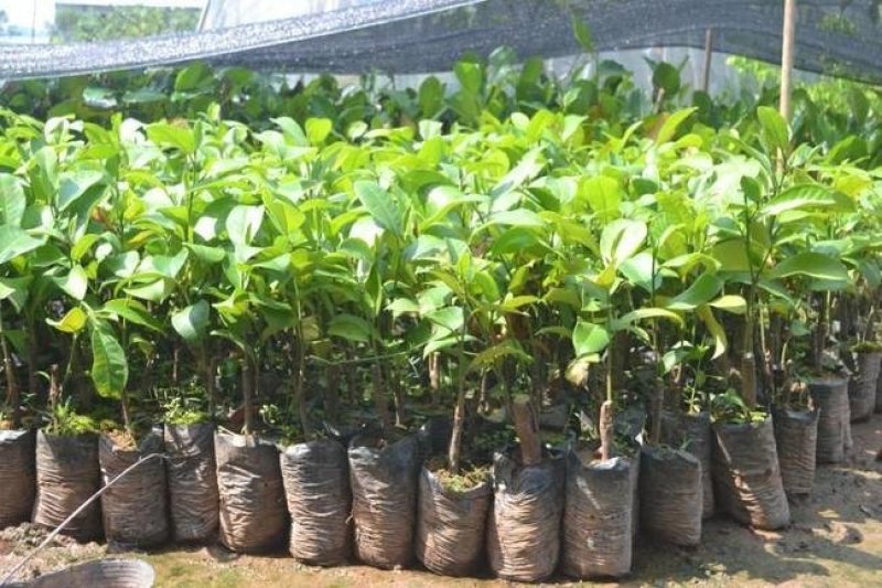 正宗嫁接榴莲蜜树苗带泥发货包邮