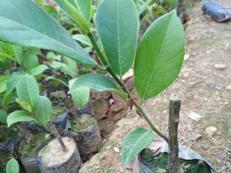 正宗嫁接榴莲蜜树苗带泥发货包邮