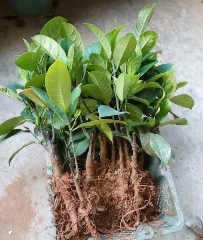 正宗嫁接榴莲蜜树苗带泥发货包邮