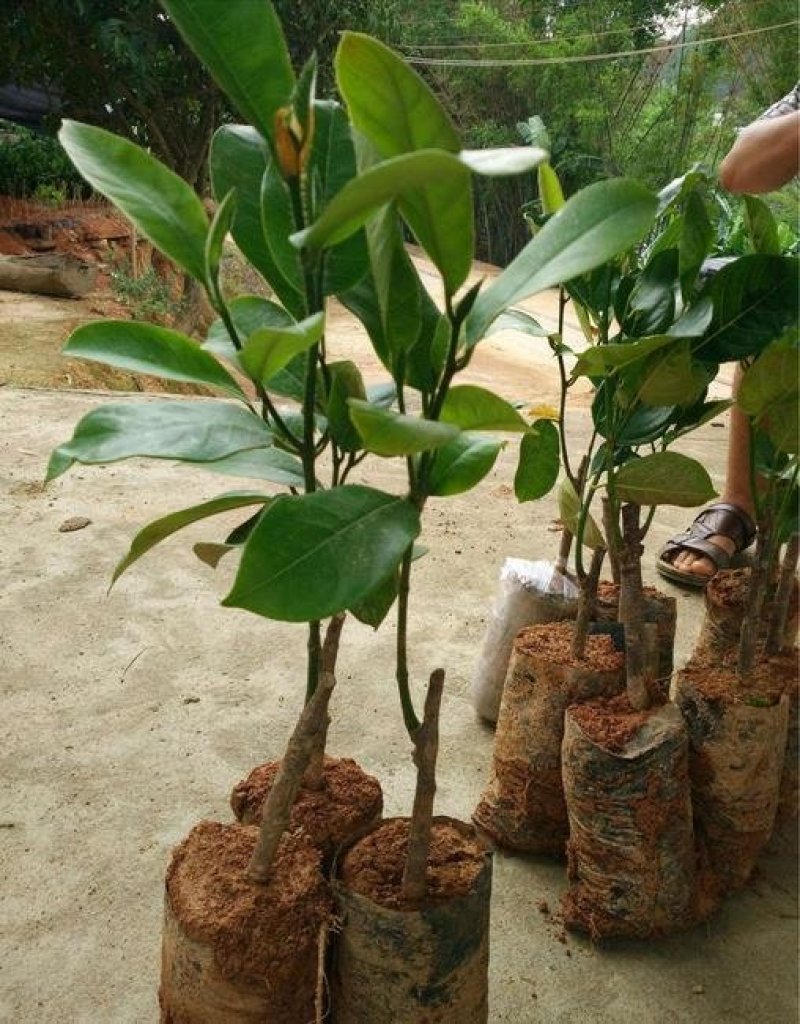 正宗嫁接榴莲蜜树苗带泥发货包邮