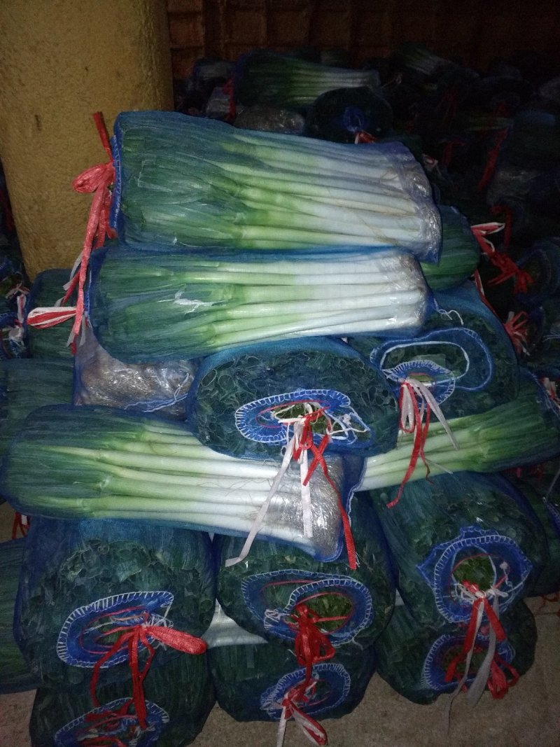 福建漳浦精品大葱，毛葱，箱葱，网袋葱（沙地种植）
