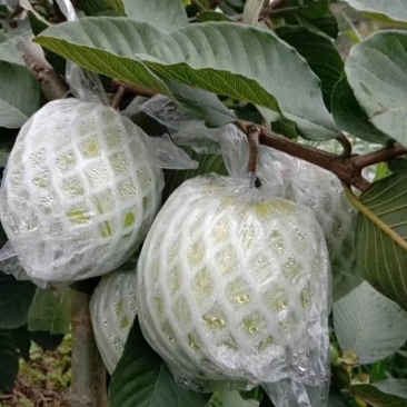 正宗台湾红宝石芭乐苗我们保证苗的品质信利。诚信经营