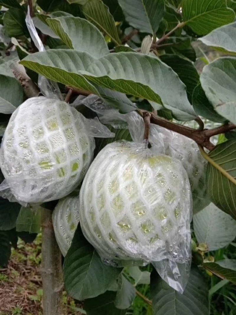正宗台湾红宝石芭乐苗我们保证苗的品质信利。诚信经营