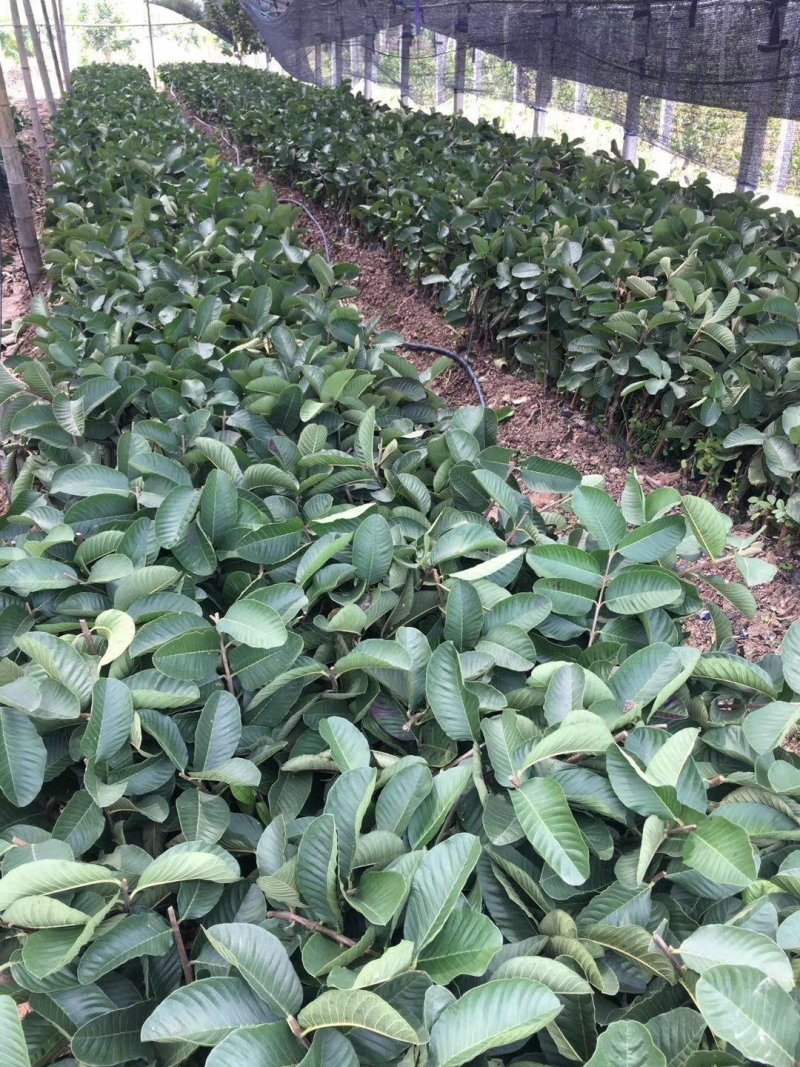 正宗台湾红宝石芭乐苗我们保证苗的品质信利。诚信经营