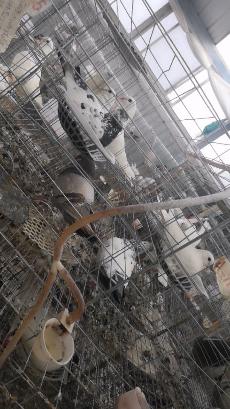 出售种鸽