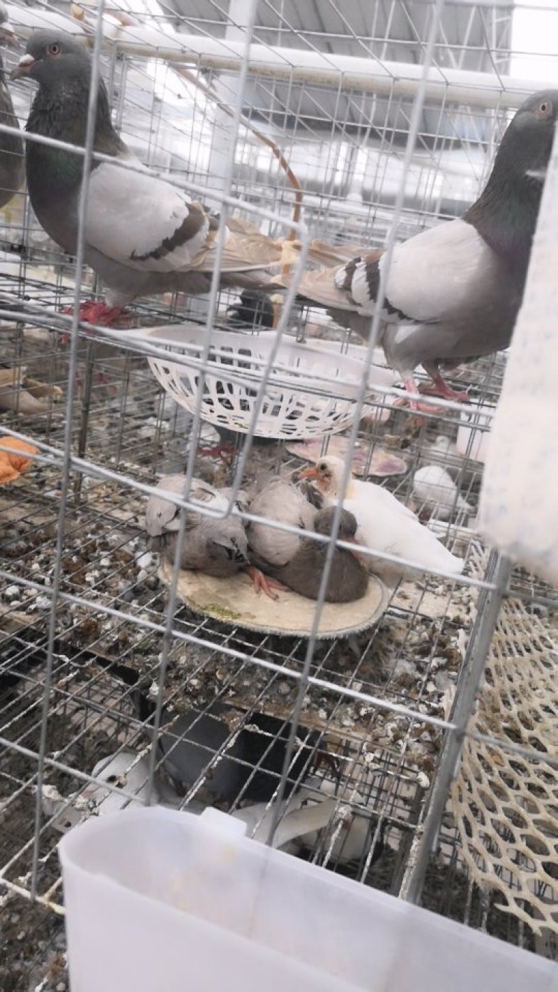 出售种鸽