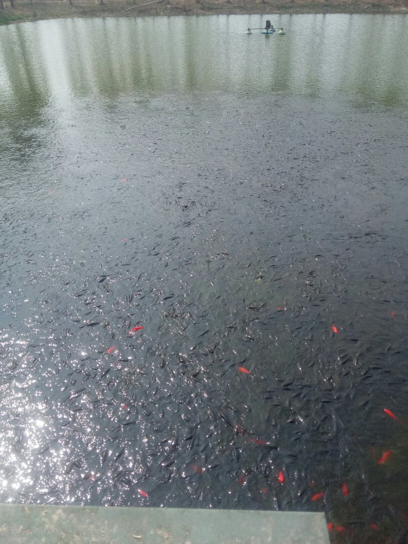 草鱼苗