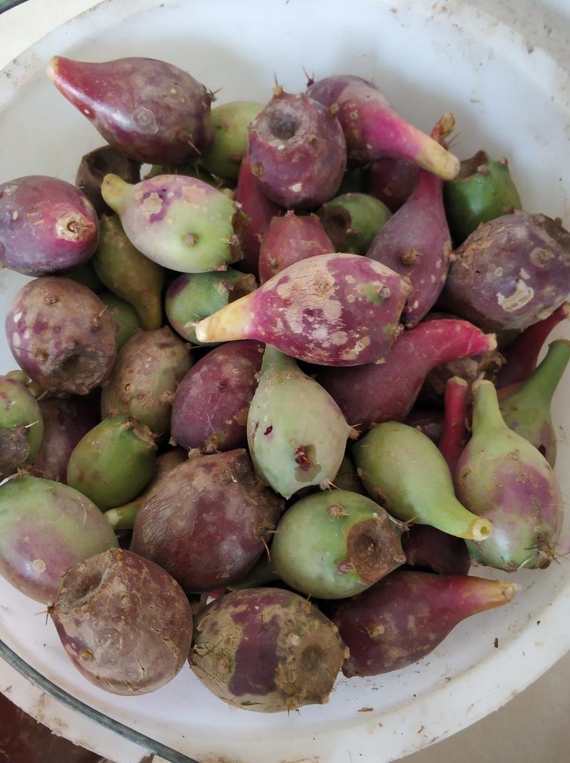 海南野生新鲜仙人掌果特产热带水果现摘发大个