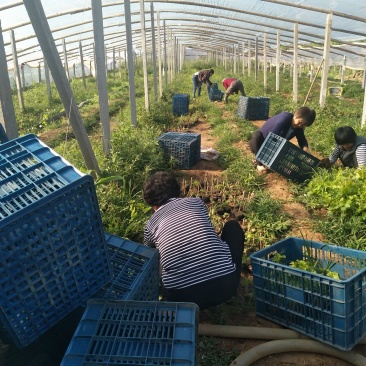 山东潍坊无核玫瑰香葡萄苗包成活包技术，包销售