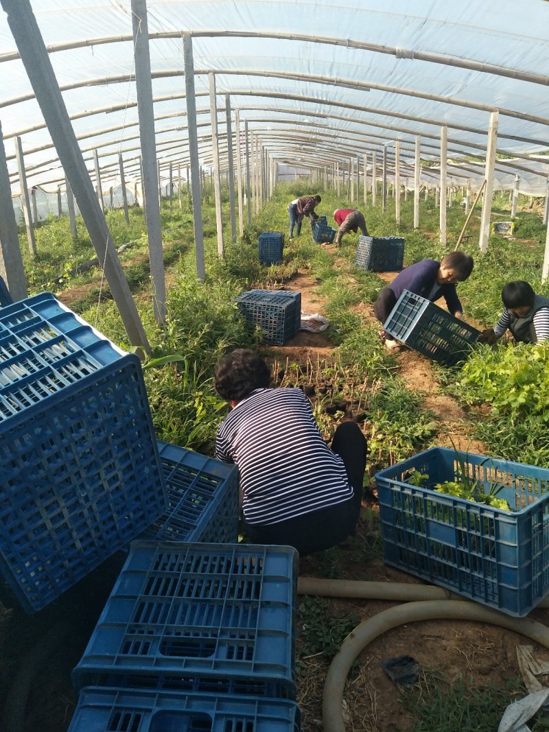 山东潍坊无核玫瑰香葡萄苗包成活包技术，包销售