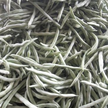 白不老，芸豆，红豆，油豆已上市
