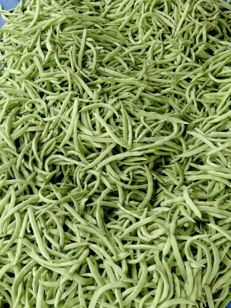 白不老，芸豆，红豆，油豆已上市
