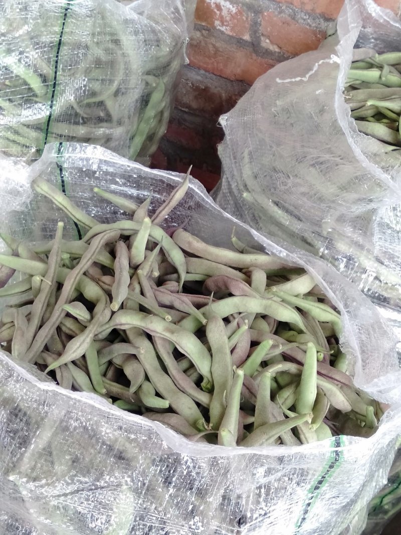 白不老，芸豆，红豆，油豆已上市