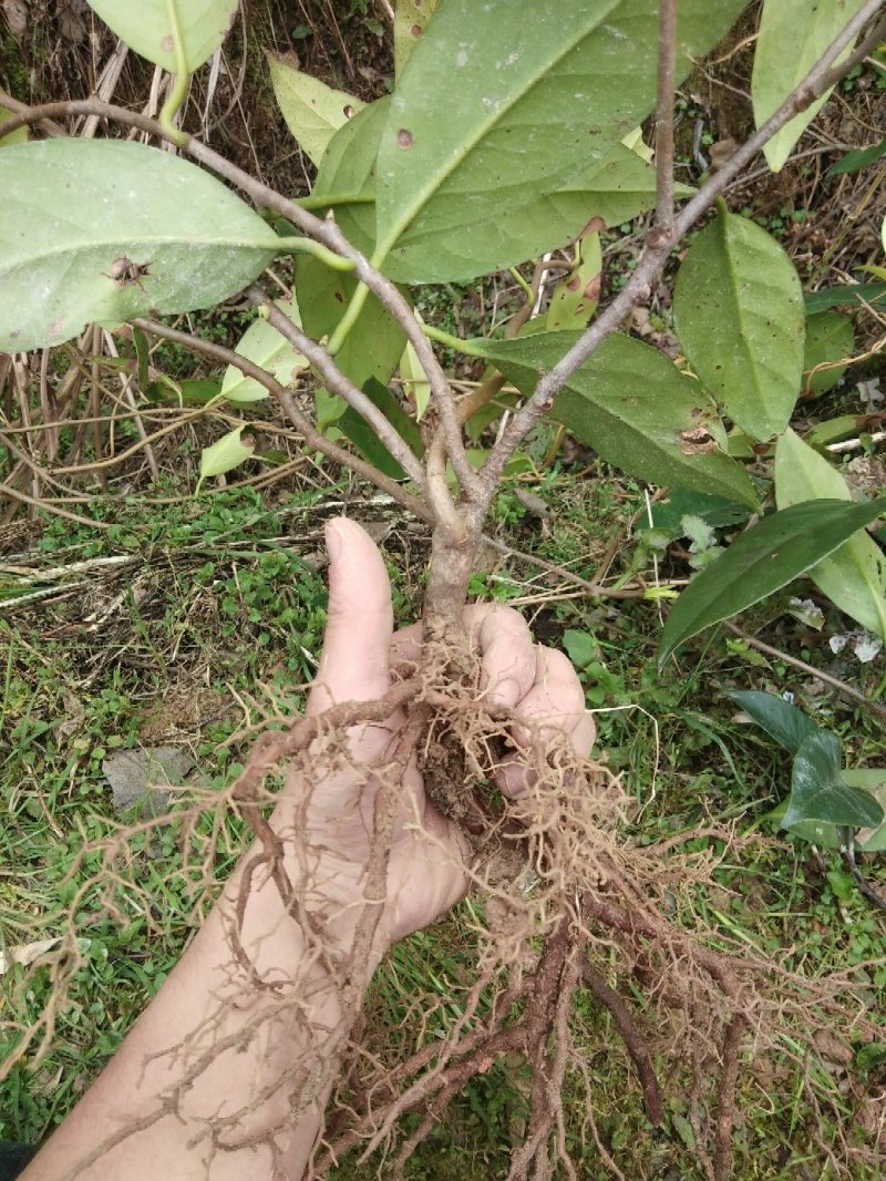 布福娜挂果苗