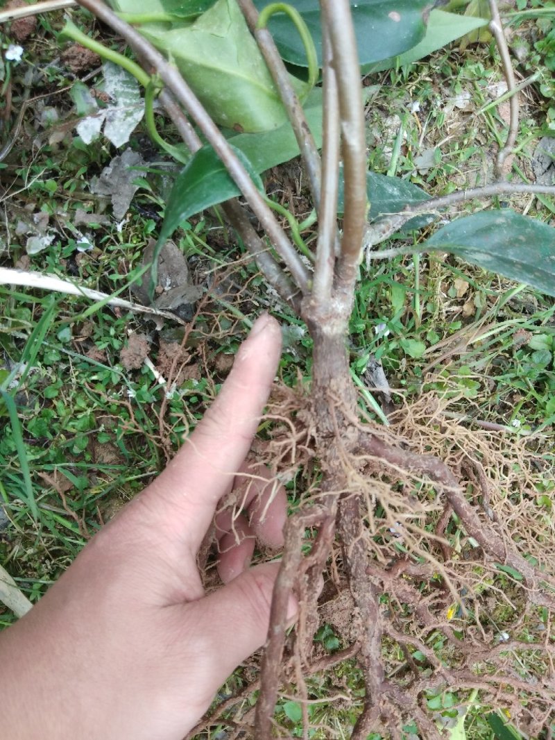 布福娜挂果苗