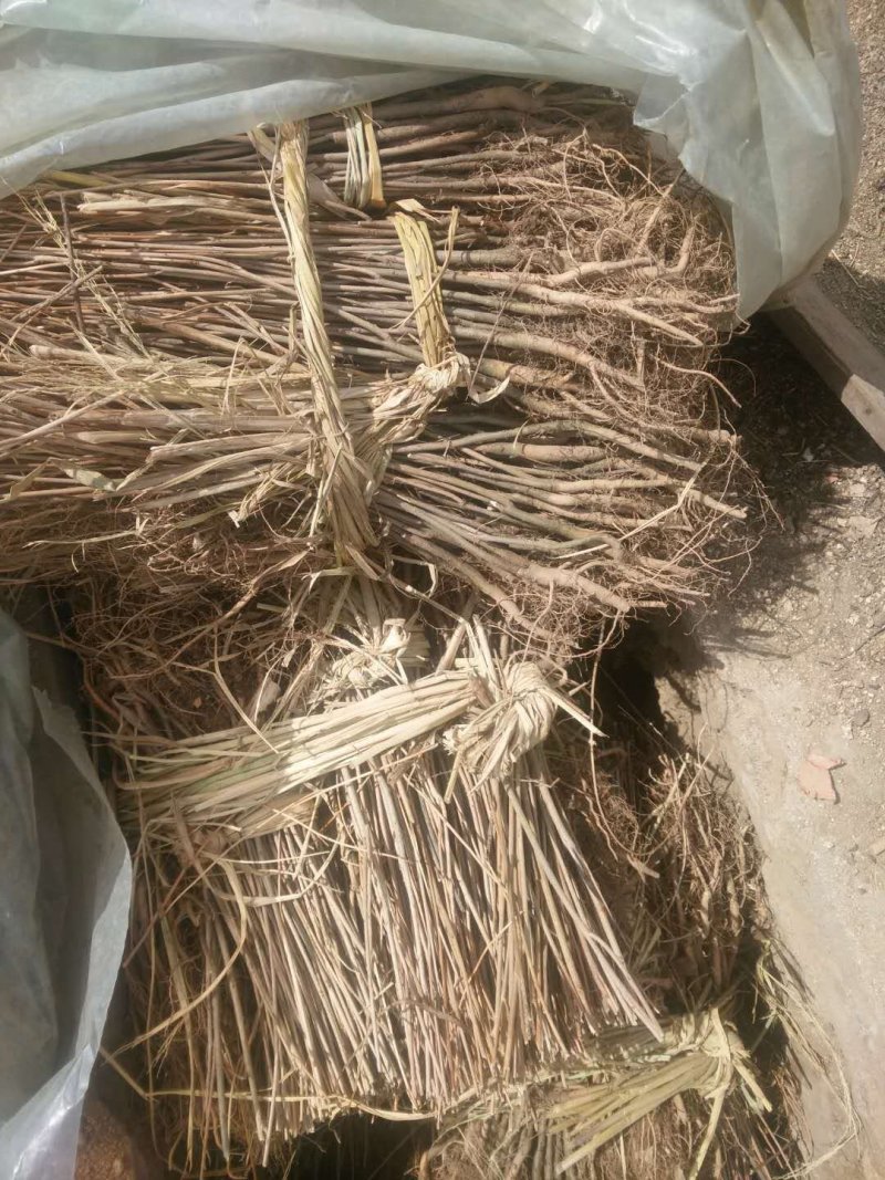 辽宁开原紫穗槐小苗棉槐工程苗油条杯苗繁育基地全国发货