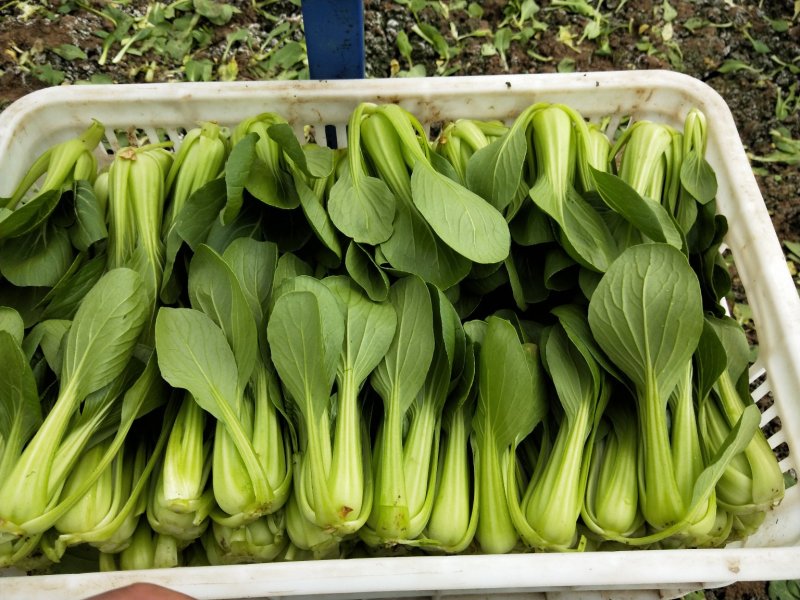 小青菜