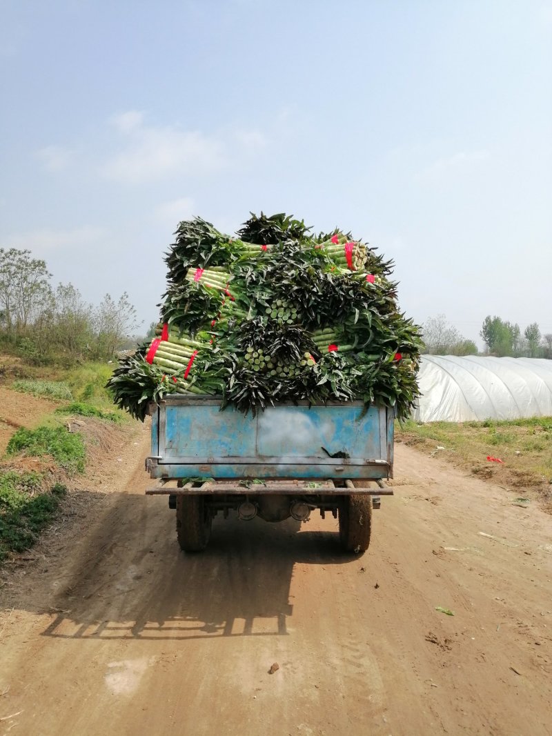河南红尖叶莴笋已上市价格便宜质量好无空心