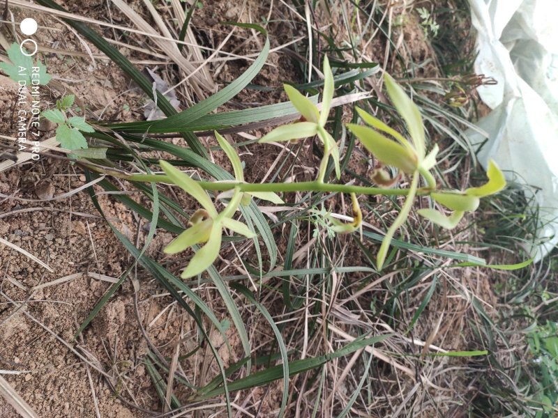 兰花野生出售，香味浓郁，独树一帜