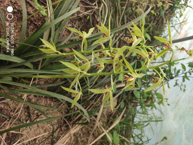 兰花野生出售，香味浓郁，独树一帜