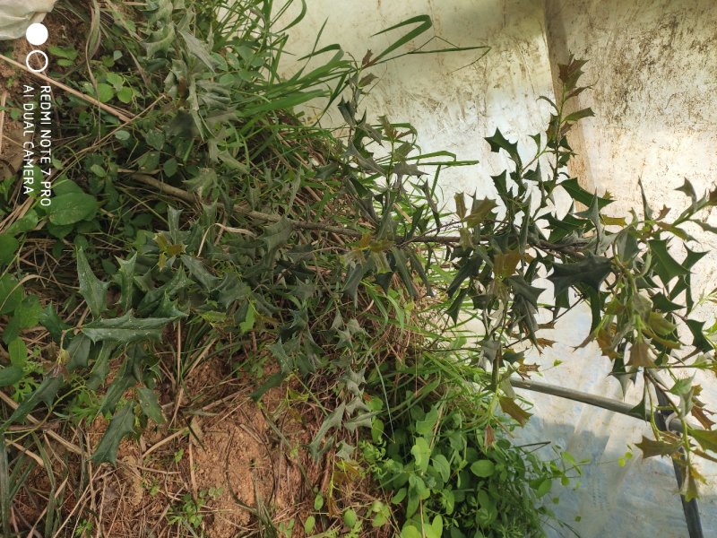 兰花野生出售，香味浓郁，独树一帜