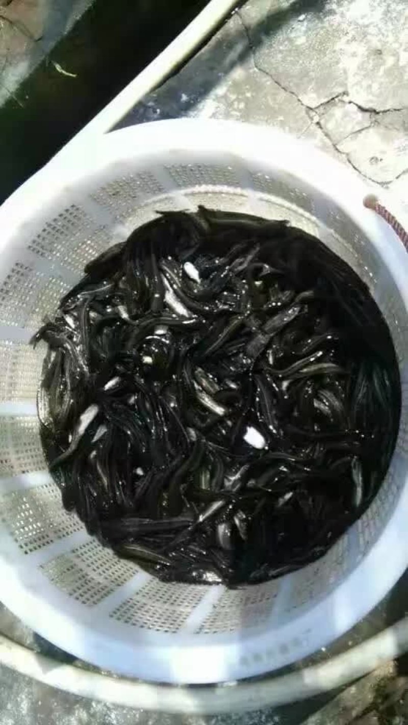 杂交鲶鱼苗、南方大口鲶鱼苗、鲶鱼苗，大量批发