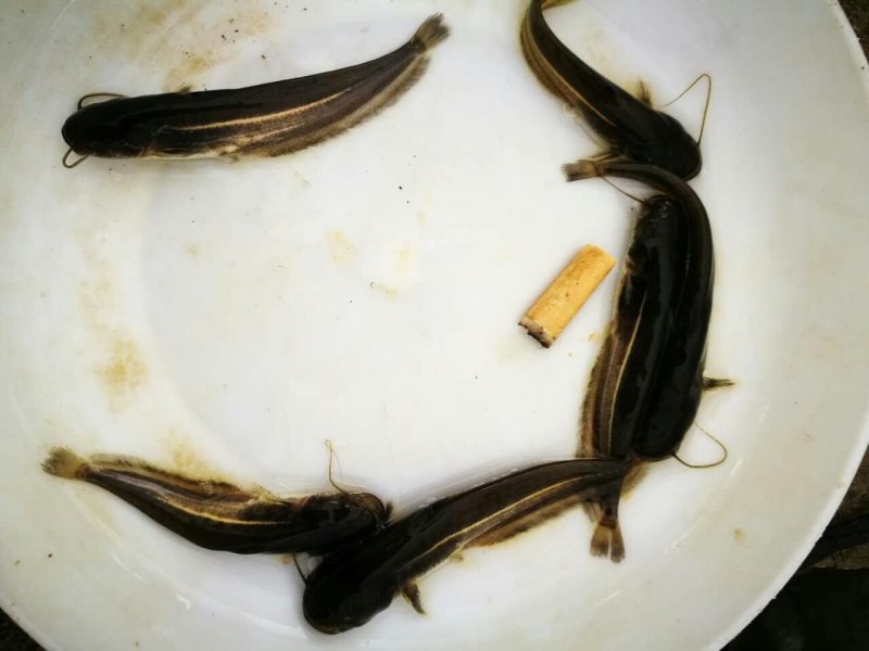 杂交鲶鱼苗、南方大口鲶鱼苗、鲶鱼苗，大量批发