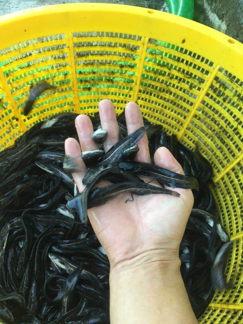 杂交鲶鱼苗、南方大口鲶鱼苗、鲶鱼苗，大量批发