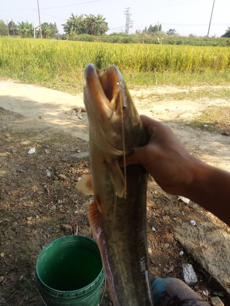 杂交鲶鱼苗、南方大口鲶鱼苗、鲶鱼苗，大量批发