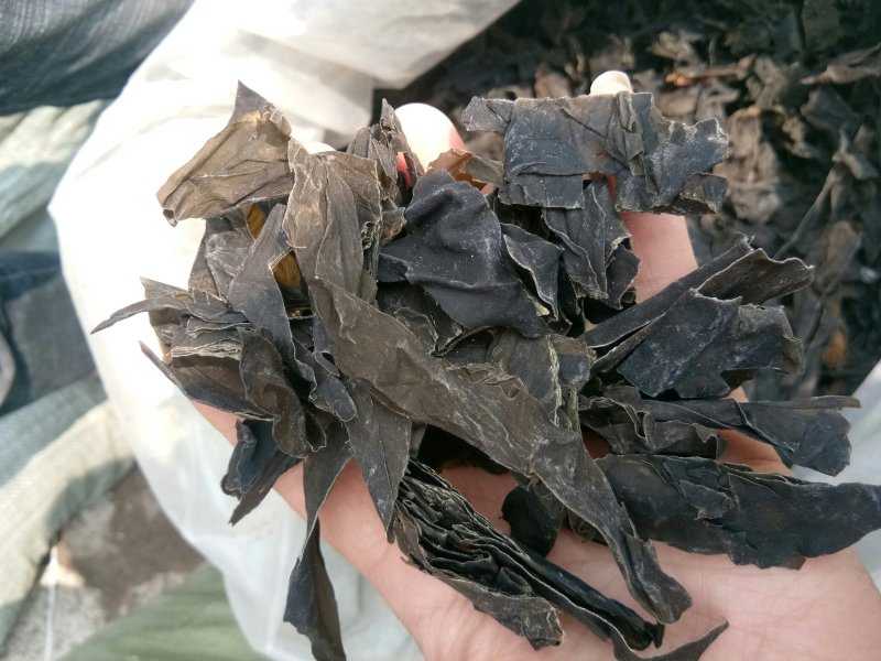 昆布山东药食两用无硫熏一公斤起包邮